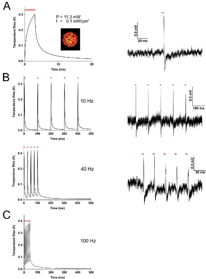 Figure  2:  Simulated  temperature  rise  produced  by  a  holographic  spot  using  the  photostimulation  conditions  necessary  to  evoke in vivo action potential