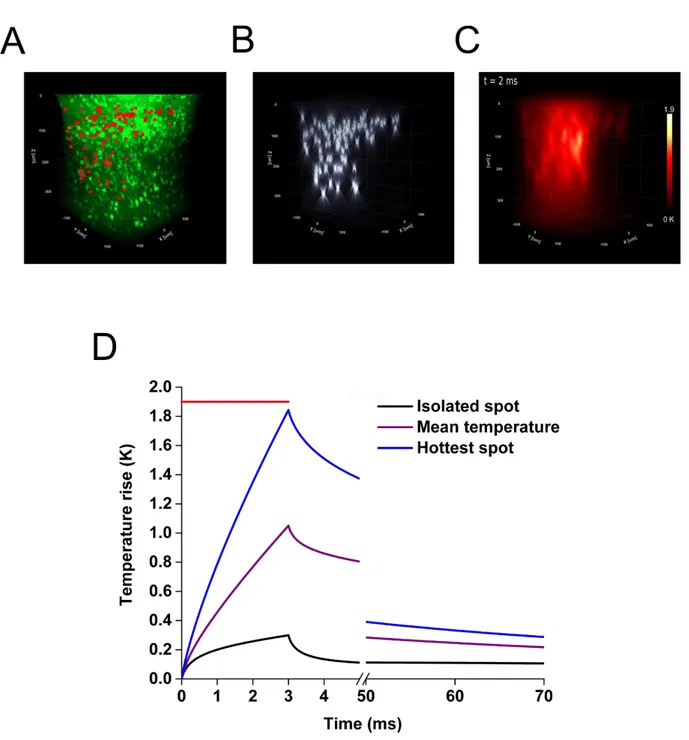 Figure 3: Simulated temperature rise produced by multiple holographic spots at the photostimulation conditions necessary to  evoke in vivo action potential