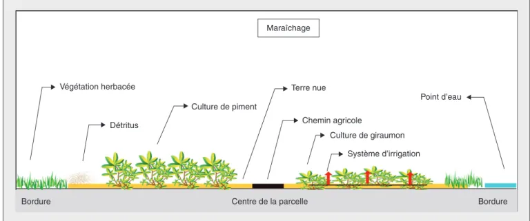 Figure 2. Modèle graphique des systèmes de culture « verger » à la Martinique.