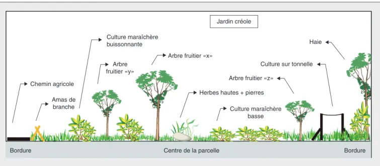 Figure 3. Modèle graphique des systèmes de culture « jardin créole » à la Martinique.