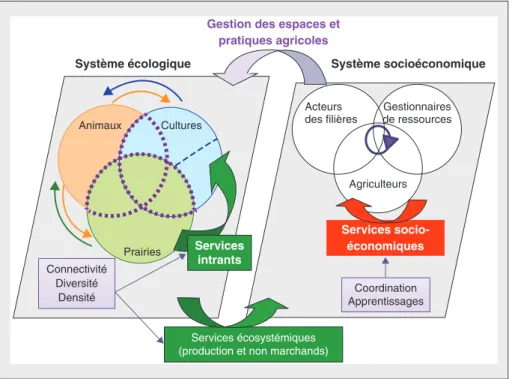 Figure 2. Représentation conceptuelle des coordinations dans un système de polyculture-élevage (d'après Moraine et al., 2012).