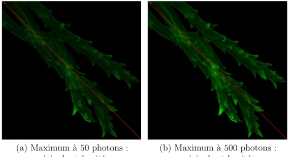 Figure 1.2: Illustration du bruit de Poisson sur deux images de dynamiques diff´erentes : l’image originale est repr´esent´ee dans la moiti´e sup´erieure, au dessus de la s´eparation rouge dans les deux cas