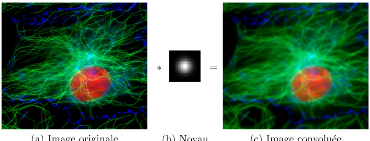 Figure 1.13: Illustration de la convolution : (a) image originale, repr´esentant des fibroblastes, (b) noyau de convolution gaussien d’´ecart type σ = 3 (repr´esent´e avec des pixels plus gros pour plus de visibilit´e), (c) r´esultat de la convolution