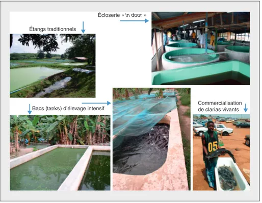Figure 5. Illustrations des différentes phases d'élevage du poisson-chat africain au Nigeria Figure 5