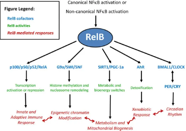 Figure  I4:  Overview  of  some  of  RelB  functions.  RelB  interacts  with  different 