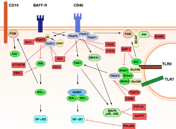 Figure  I5:  B-cell  development  and  NF-κB.  Simplified  representation  of  bone  marrow  and  splenic  B-cell  development