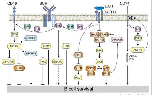 Figure  I7:  B-cell  survival  signaling  pathways.  Signaling  from  BAFFR  to  BCR 
