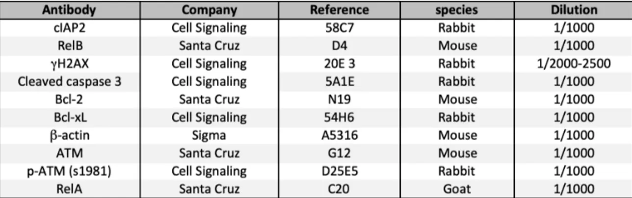 Table  M3:  Antibodies  used  for  immunoblotting.  Antibodies,  as  well  as  their 