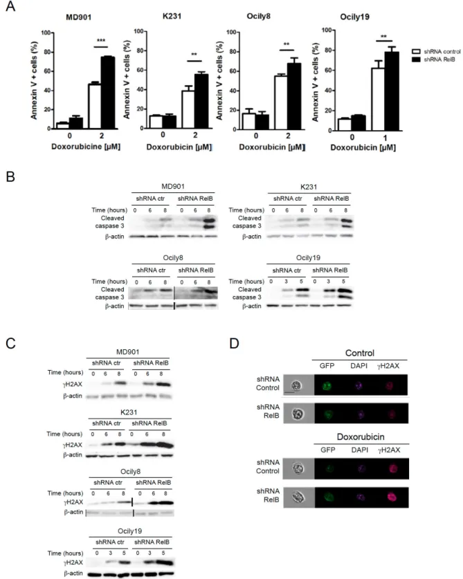 Figure  R4:  RelB  protects  DLBCL  cell  lines  against  caspase  3  dependent  apoptosis and DNA damage accumulation induced by doxorubicin