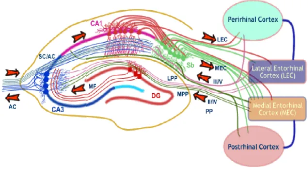 Figure 4: Connexions du cortex entorhinal et de l’hippocampe.  