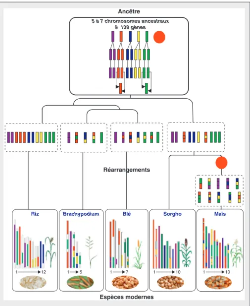 Figure 3. Modèle d'évolution des génomes de graminées à partir d'un ancêtre à 5 chromosomes Figure 3