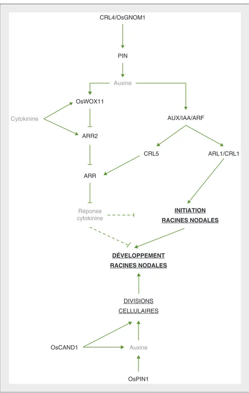 Figure 4. Réseau de régulation génétique contrôlant l'initiation et le développement des racines nodales