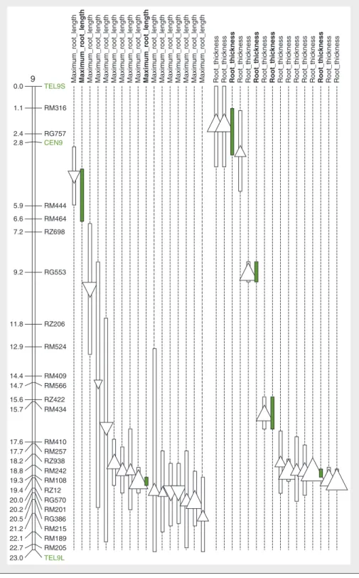 Figure 5. Position de QTL d'architecture racinaire (profondeur maximale et épaisseur des racines) identifiés sur le chromosome 9 dans les études conduites entre 1995 et 2007 (distances en Mb)
