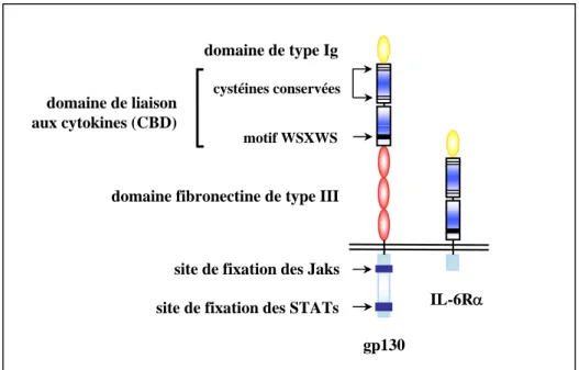 Figure 1: Représentation schématique de la structure d’un récepteur de  cytokines de type I : exemple du récepteur de haute affinité de l’IL-6
