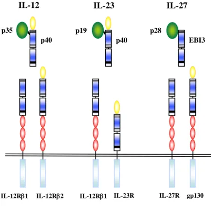 Figure 2: Représentation schématique des cytokines de la  famille de l’IL-12 et de leurs récepteurs
