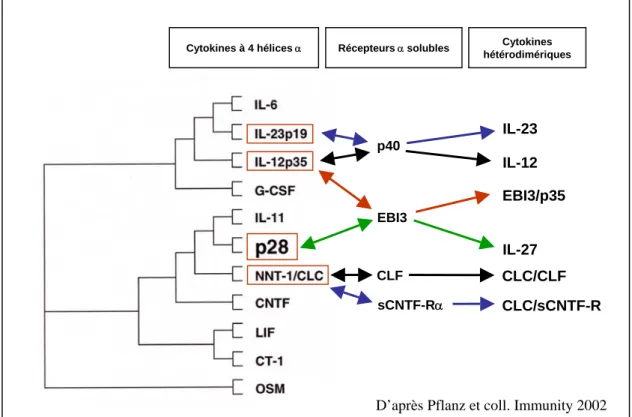 Figure 4: Cytokines de la famille de l’IL-6/IL-12.