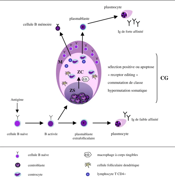 Figure 5 : Représentation schématique de la différenciation B normale CG : centre germinatif, ZS : zone sombre, ZC : zone claire, M: manteau