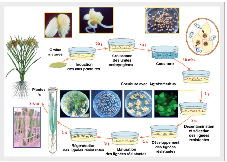 Figure 2. Transformation de culture de tissus de riz par coculture avec la bactérie Agrobacterium tumefaciens.