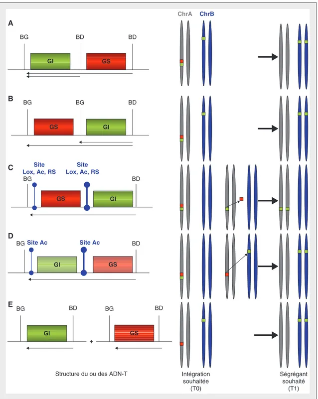 Figure 4. Stratégies pour éliminer le gène de sélection (à droite de haut en bas, les flèches représentent les molécules transférées et intégrées)