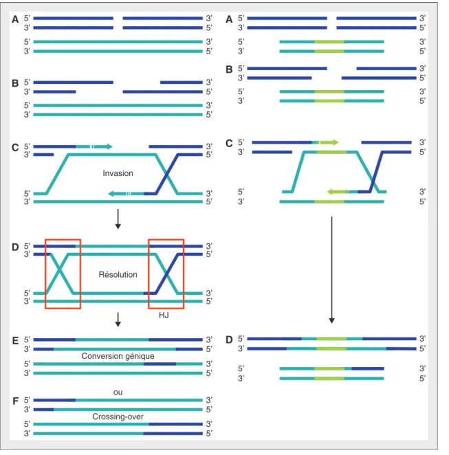 Figure 5. Réparation de l'ADN par recombinaison homologue (gauche) et application à l'intégration ciblée d'un transgène (droite)