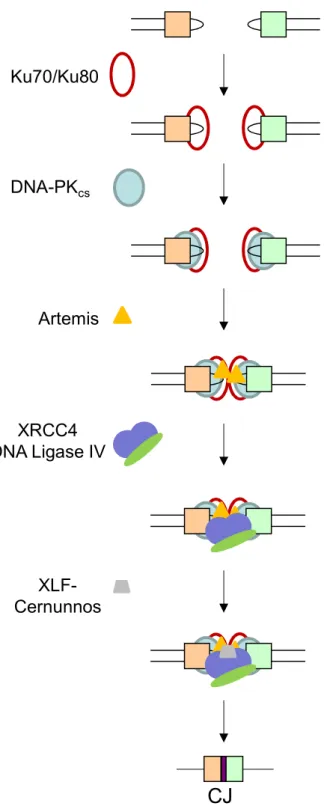 Figure  24 :  Mécanisme  de  réparation  des  cassures  double  brin  de  l’ADN  pour  le  complexe  NHEJ