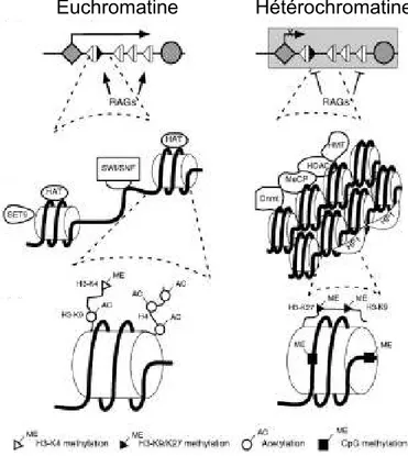 Figure 25 : Représentation schématique de la modification de la structure de la chromatine lors  des réarrangements des TCRs