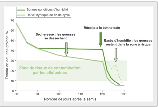 Figure 1. Effets des conditions hydriques sur la teneur en eau des graines d'arachide durant la fin du cycle de culture et à la récolte et sur le risque de contamination par l'aflatoxine.