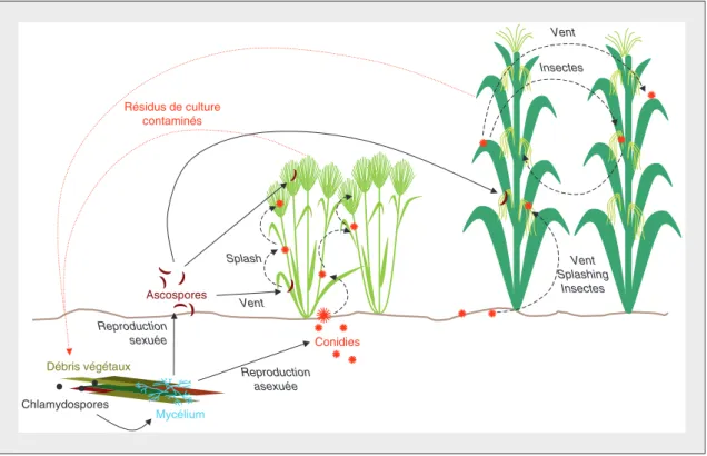 Figure 1. Cycle de vie des champignons phytopathogènes de type Fusarium.