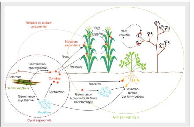 Figure 2. Cycle de vie des champignons phytopathogènes de type Aspergillus.