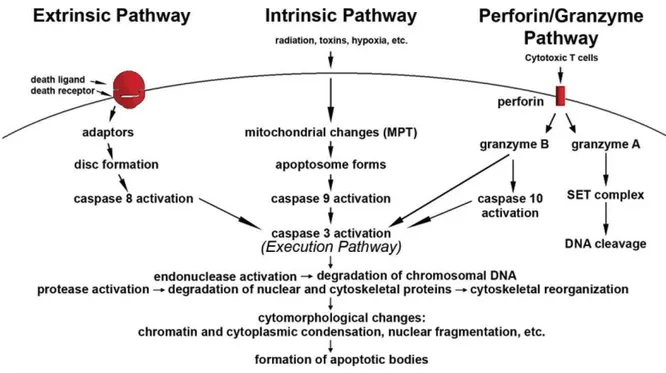 Figure  4 :  place  de  la  voie  perforine/granzyme  dans  le  phénomène  d’apoptose  (d’après Elmore  24 )