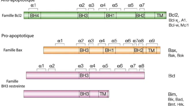 Figure 8 : Les différents membres de la famille Bcl-2 (d’après Cory et Adams  45 ).  