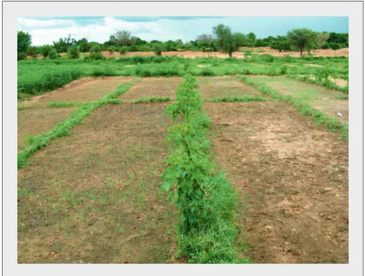 Figure 4. Terres d'un investisseur : association jatropha-oignon. Figure 4. Investor plot: jatropha-onion associated crops.