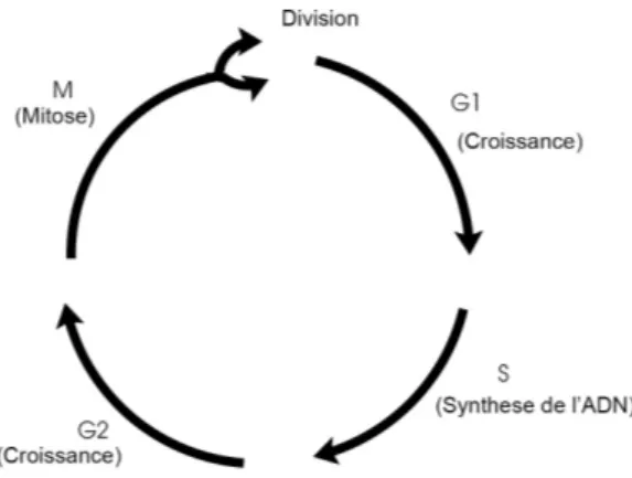 Fig. 1 – Repr´ esentation (tr` es) simplifi´ ee du cycle cellulaire mod´ elis´ ee par (2).