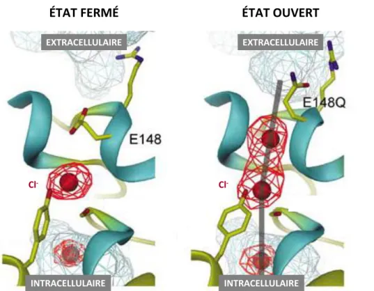Figure 4 : modèle du « gating glutamate » de ecCLC-1 (d’après Lobet et al. 2006). Le pore est bloqué  par la charge négative de la chaîne du glutamate 148 (à gauche)