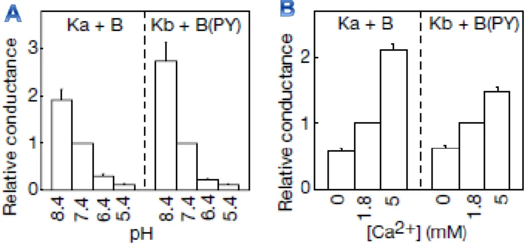 Figure  7 :  régulation  du  CLC-KA  et  du  CLC-KB  par  le  pH  (A)  et  le  Ca 2+   (B)  extracellulaires  (d’après  Estévez  et  al