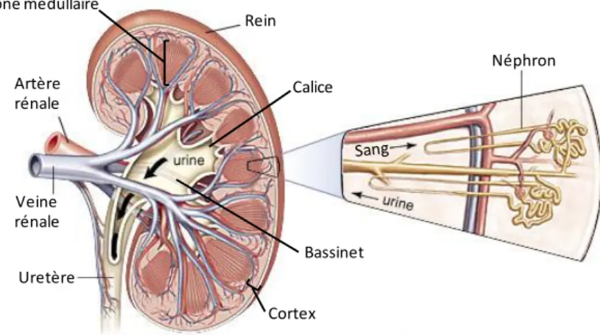 Figure  8 :  coupe  longitudinale  d’un  rein  humain  et  néphron  en  vue  détaillée  (modifiée  d’après   Encyclopedia Britannica, Inc.)