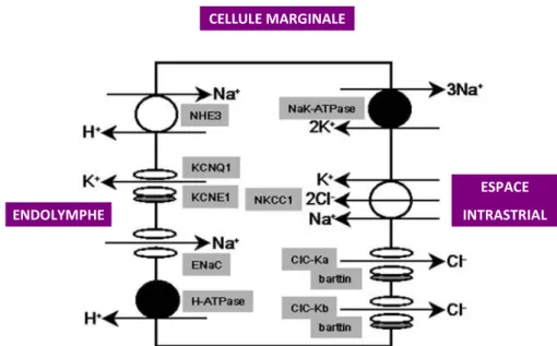 Figure 13 : schéma des différents transporteurs au sein d’une cellule marginale de la strie vasculaire  (d’après Peters et al