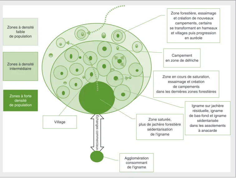Figure 4. Modèle théorique simplifié de la dynamique spatiale des systèmes à base d'igname dans la zone de transition soudano-guinéenne du Bénin