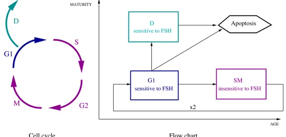 Fig. 2. Diagramme des flux cellulaires. Le cycle cellulaire correspond au parcours cyclique des phases G1 et SM 