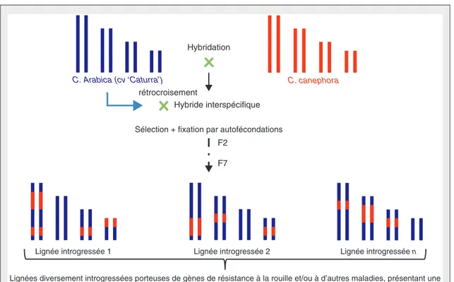 Figure 3. Cycles d'hybridations et de rétrocroisements. Figure 3. Cycle of hybridization and backcrosses.