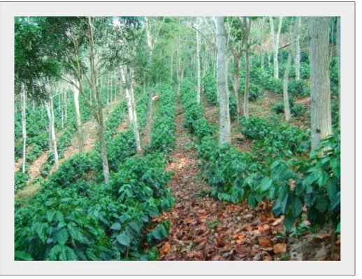 Figure 5. Variété hybride « Centroamérica » plantée en système agroforestier. Figure 5
