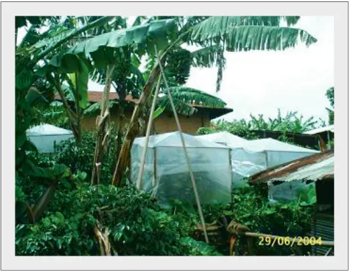 Figure 4. Coffee trees protected from the rain.
