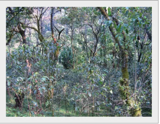 Figure 3. Semi-forêt à caféiers dans le district de Limu Kosa (zone de Jimma) où l'on produit par voie humide un café de grande qualité sous l'appellation 'Limu washed'.