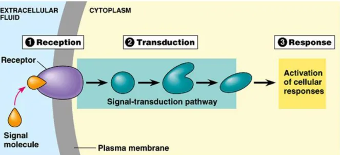 FIGURE  3:  The  three  different  steps  of  signal  integration  by  a  cell:  reception,  transduction  and  response