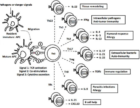 FIGURE  7:  Dendritic  cell  derived  T  helper  differentiation:  the  three  signals  theory 