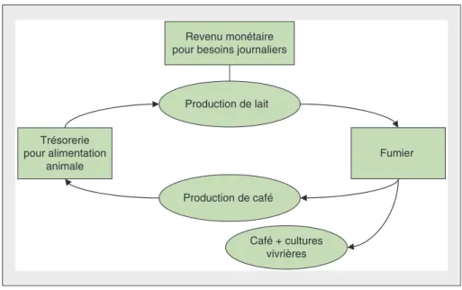 Figure 3. Complémentarité entre l'agriculture et l'élevage : le système café-lait au Kenya.