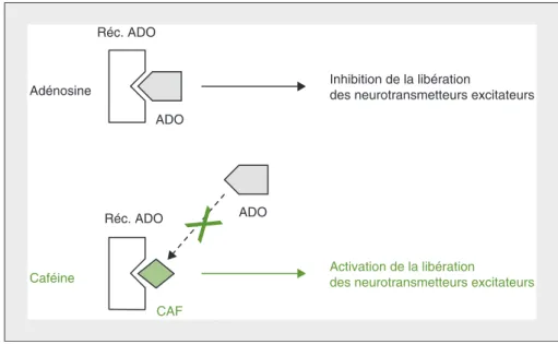 Figure 1. Mécanisme d'action de la caféine au niveau cérébral. Figure 1. Action mechanism of caffeine at the cerebral level.