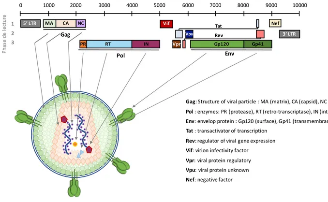 Figure 3: Genomic and structural organization of HIV-1.  