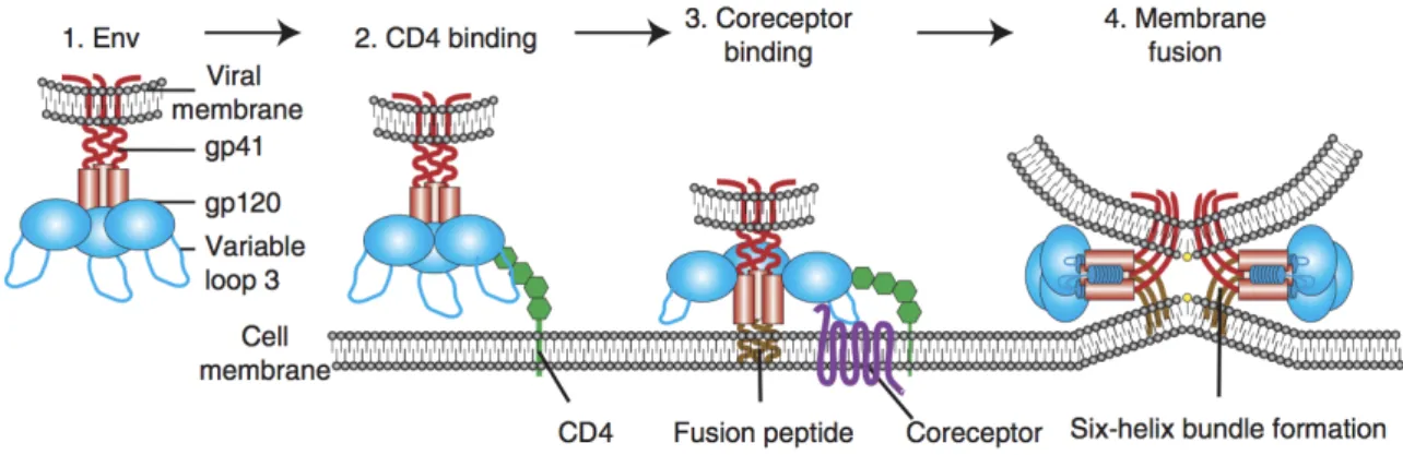 Figure 4: Schematic representation of HIV-1 binding and fusion.  