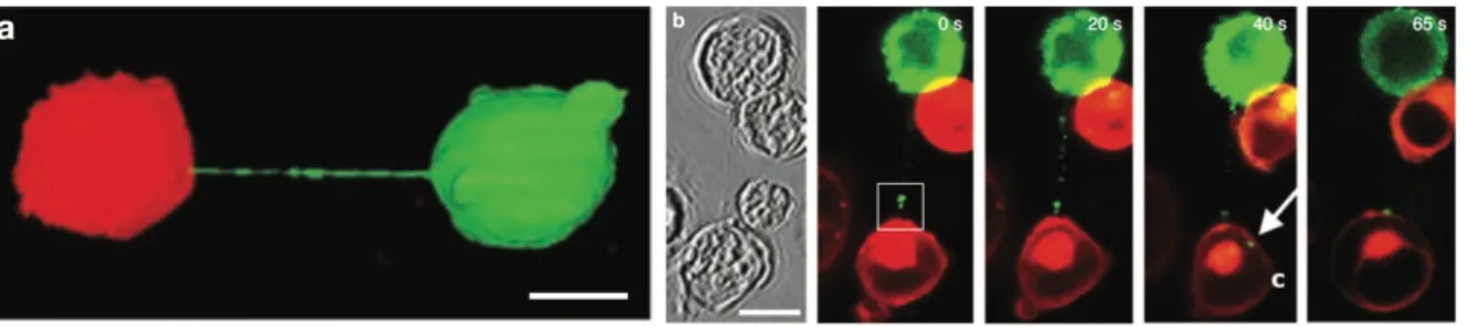 Figure 6: HIV-1 transfer across nanotubes in T cells.  